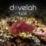 Dive Lah Bali